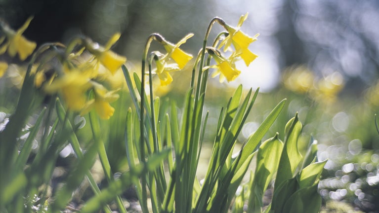 Close view of a few clumps of Narcissus Tete a Tete with their long trumpet shaped cups and sweeping up petals in the Spring sunshine